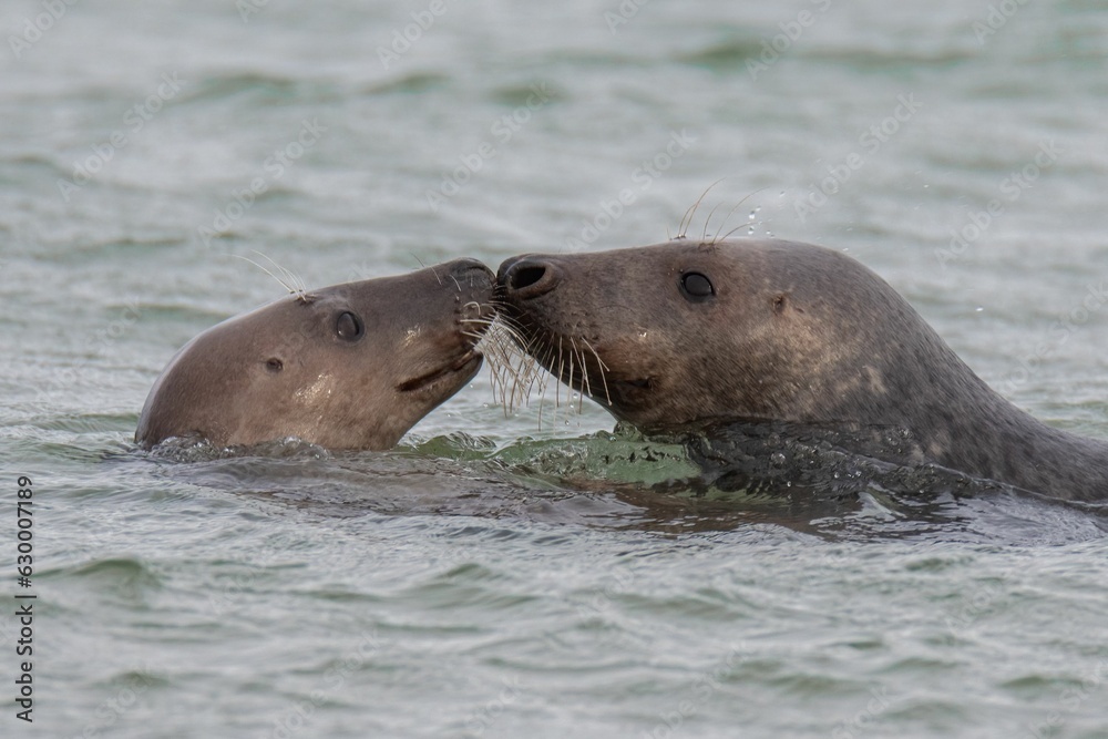 Obraz premium Closeup of cute chunky seals swimming in the sea with a blurry background