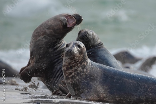 Closeup of cute chunky seals on the shore of the ocean with a blurry background