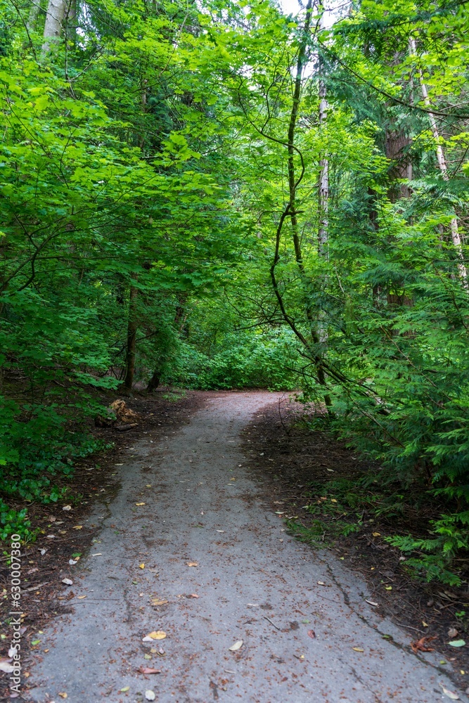 a dirt road that is surrounded by trees and bushes that are still growing a dirt road that is surrounded by trees and bushes that are still growing
