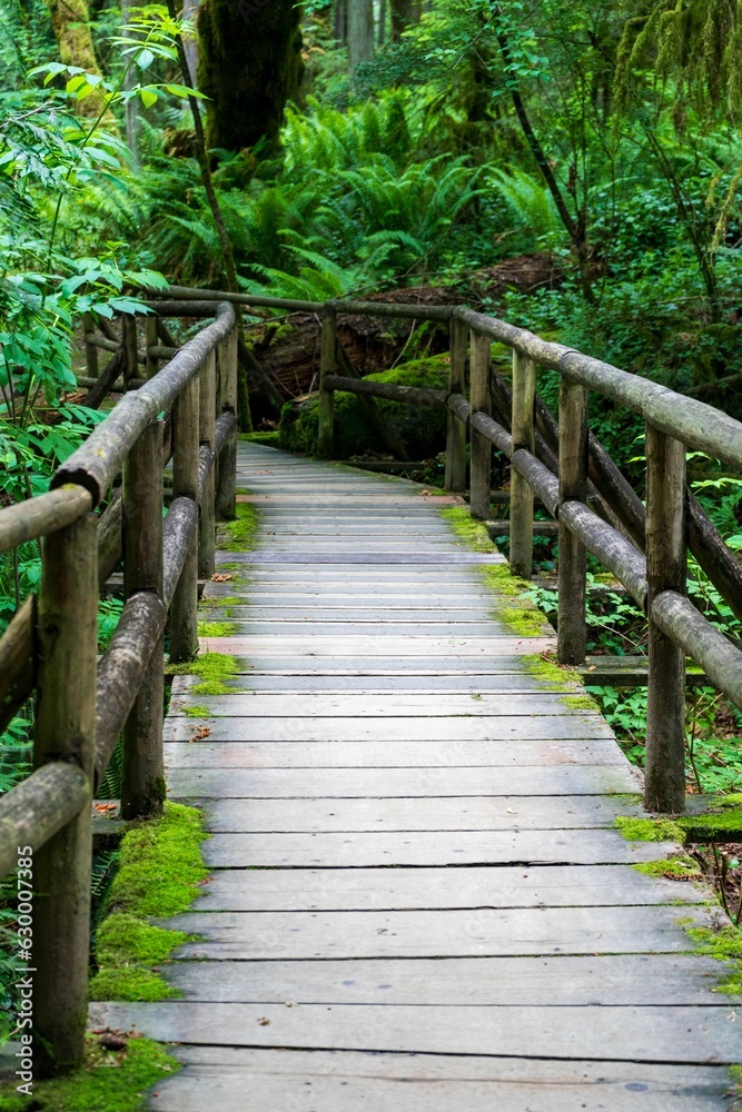 a wood bridge crosses over a path in the woods of a lush forest
