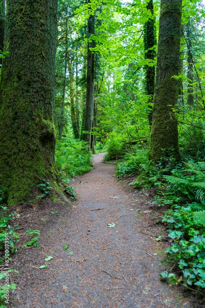 the path splits between two tall trees in the woods of this lush green forest the path splits between two tall trees in the woods of this lush green forest