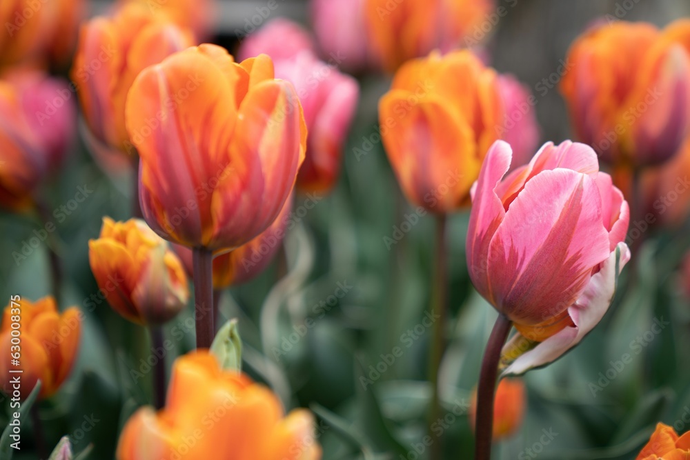 Closeup of vibrant and colorful tulips in a lush green on a sunny day with a blurry background Closeup of vibrant and colorful tulips in a lush green on a sunny day with a blurry background