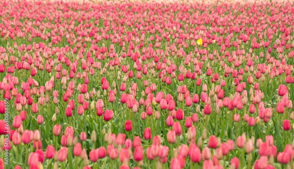 Closeup of vibrant and colorful tulips in a lush green on a sunny day with a blurry background