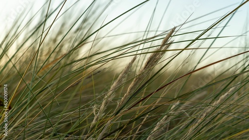 A closeup shot of blades of grass in the wind near a beach shore