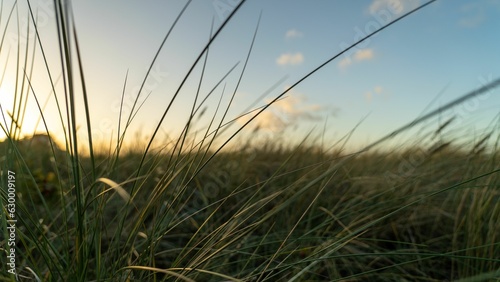 A closeup shot of blades of grass in the wind near a beach shore