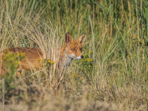 fox in the grass © BolhoeveFotografie