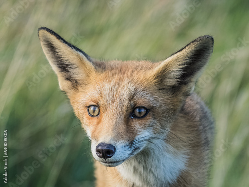 fox portret