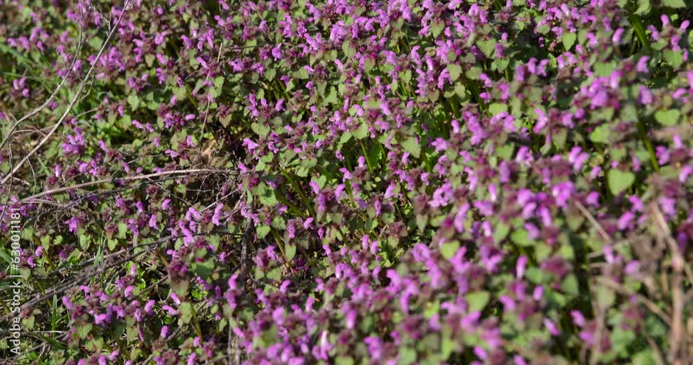 small pink and purple flowers in the field, wild spring flowers close-up small pink and purple flowers in the field, wild spring flowers close-up