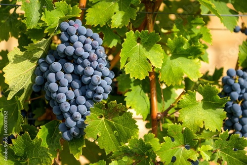 Grapes and vine leaves on vine in evening light photo