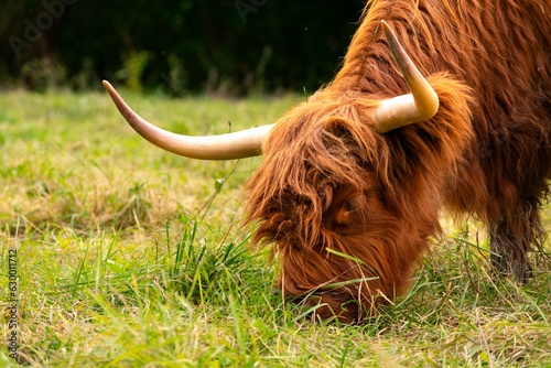 Scottish highland cattle grazing. Close up of head with horns. Hairy eye and forehead eating grass