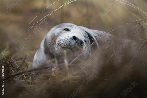 Closeup of a seal pup lying on grass © Janis Valters Gaigals/Wirestock Creators