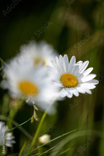 marguerites
