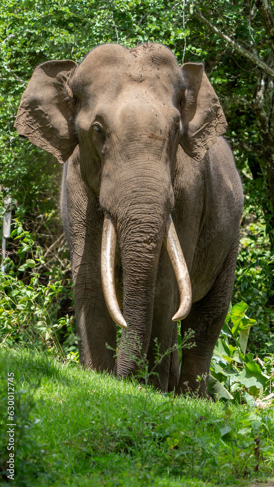 Fototapeta premium Asian elephant (Elephas maximus) crossing the road