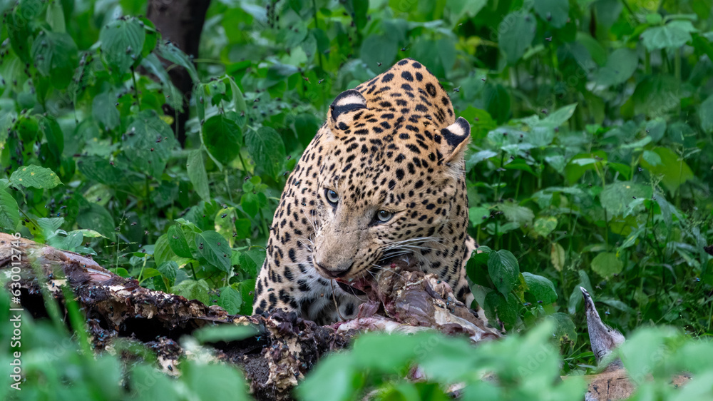 Indian leopard (Panthera pardus fusca) with a kill Indian leopard (Panthera pardus fusca) with a kill