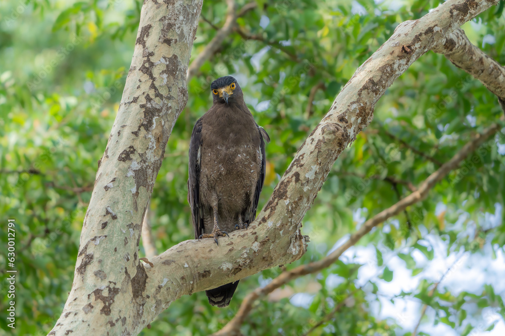 The crested serpent eagle (Spilornis cheela) The crested serpent eagle (Spilornis cheela)