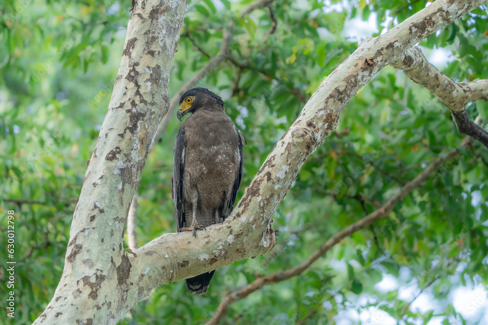 The crested serpent eagle (Spilornis cheela) The crested serpent eagle (Spilornis cheela)