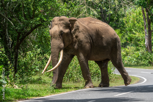Asian elephant (Elephas maximus) crossing the road