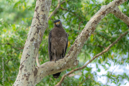The crested serpent eagle (Spilornis cheela)
