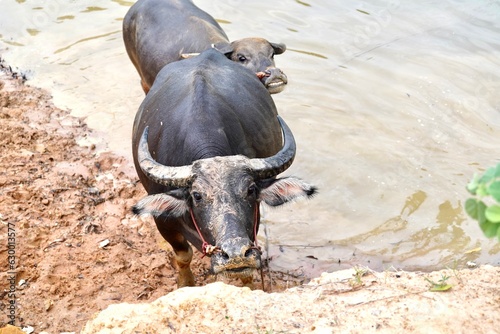 Buffalo  Mammal animal  Thai buffalo in grass field  Adult buffalo with her child with sunset in river water farm garden near the road side.