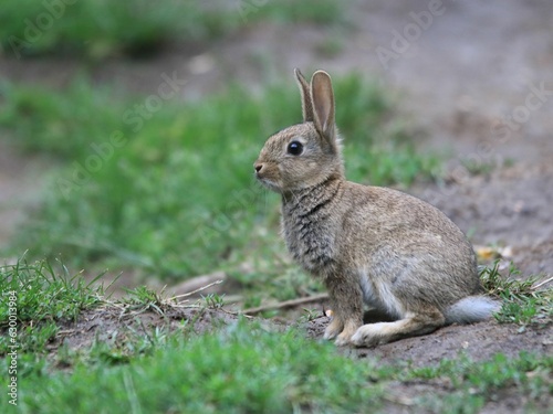 Closeup shot of a rabbit resting in a grassy field