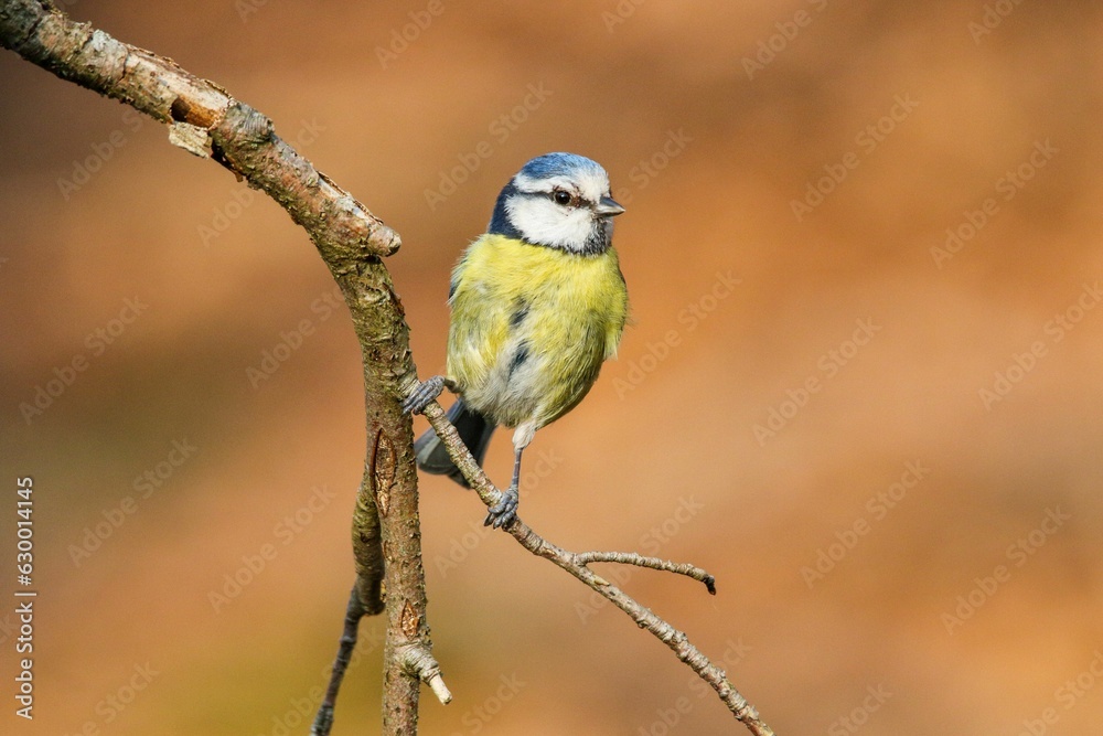 Closeup of a Eurasian blue tit
on a tree trunk against a blurred background Closeup of a Eurasian blue tit
on a tree trunk against a blurred background