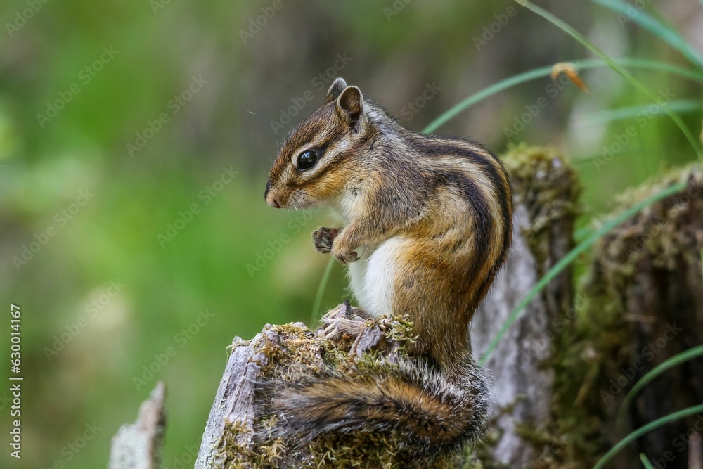 Closeup of a Red-tailed Chipmunk on a trunk of a tree against a blurred background