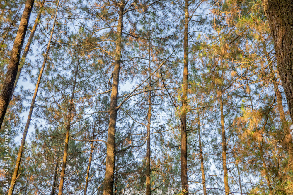 Pine forest when springtime that on the track for hiking mountain. The photo is suitable to use for adventure content media, nature poster and forest background. Pine forest when springtime that on the track for hiking mountain. The photo is suitable to use for adventure content media, nature poster and forest background.