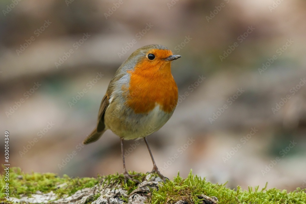 Eurasian nuthatch perched atop a grass with a blurred background Eurasian nuthatch perched atop a grass with a blurred background