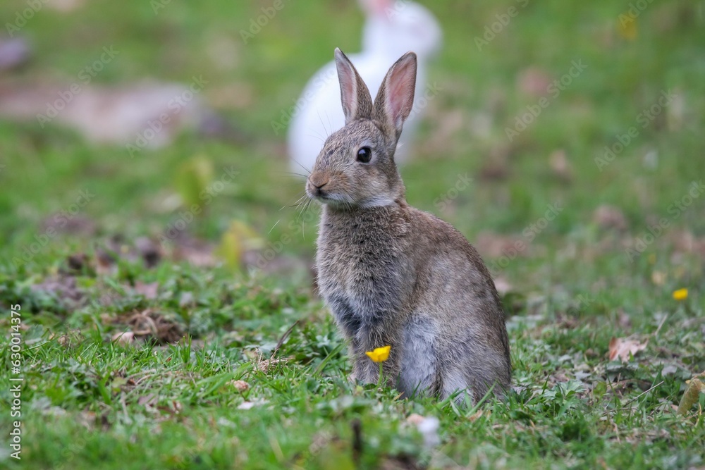 White and grey rabbit on a lush green meadow White and grey rabbit on a lush green meadow