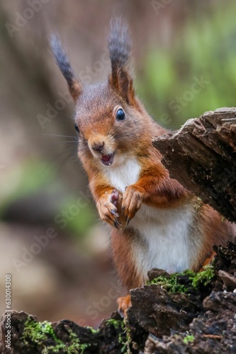 Closeup of a common squirrel (Sciurus vulgaris) on a trunk of a tree against a blurred background