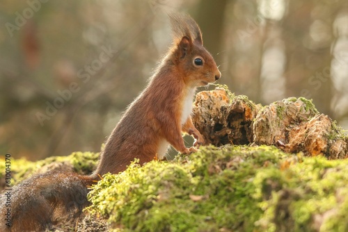 Curious brown squirrel perched atop a tree stump in a lush forest