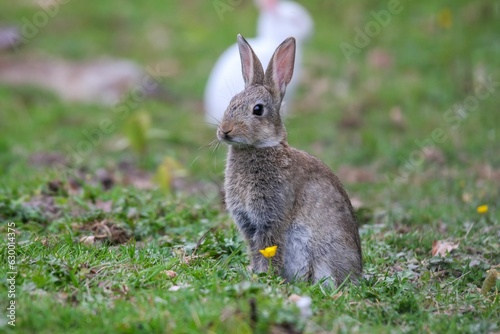 White and grey rabbit on a lush green meadow