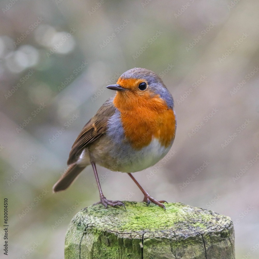 Closeup of a robin (Erithacus rubecula) on a tree trunk against a blurred background Closeup of a robin (Erithacus rubecula) on a tree trunk against a blurred background