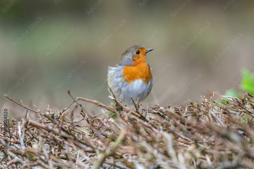 Closeup of a robin (Erithacus rubecula) on a tree trunk against a blurred background Closeup of a robin (Erithacus rubecula) on a tree trunk against a blurred background