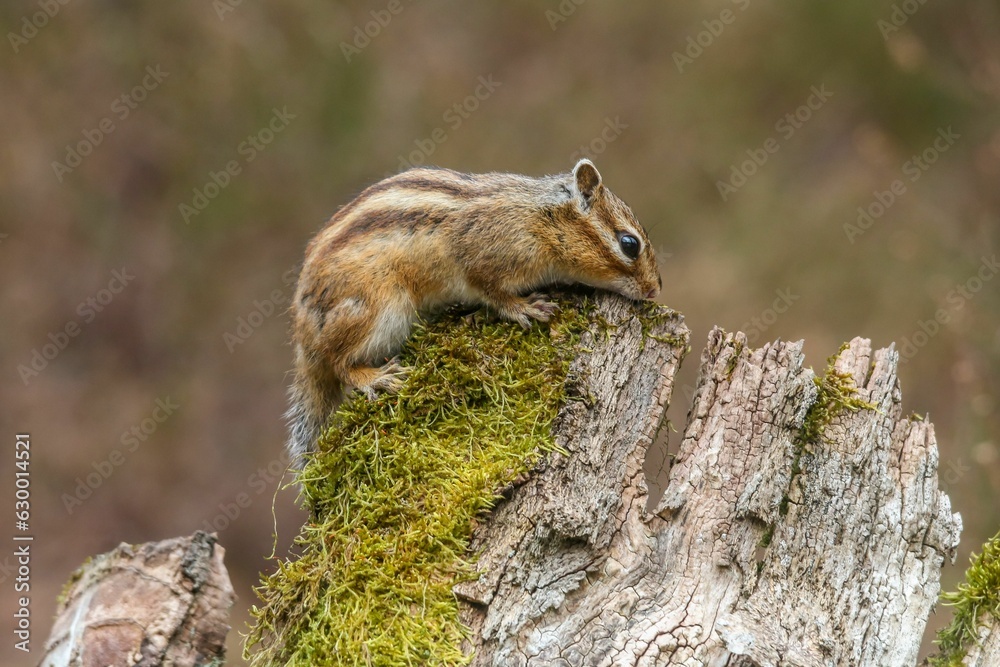 Closeup of a Red-tailed Chipmunk on a trunk of a tree against a blurred background Closeup of a Red-tailed Chipmunk on a trunk of a tree against a blurred background
