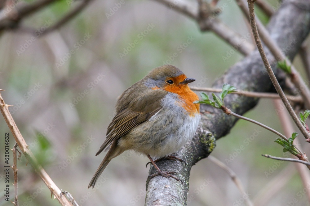 Close-up shot of a vibrant robin bird perched on a branch in a lush, green forest Close-up shot of a vibrant robin bird perched on a branch in a lush, green forest