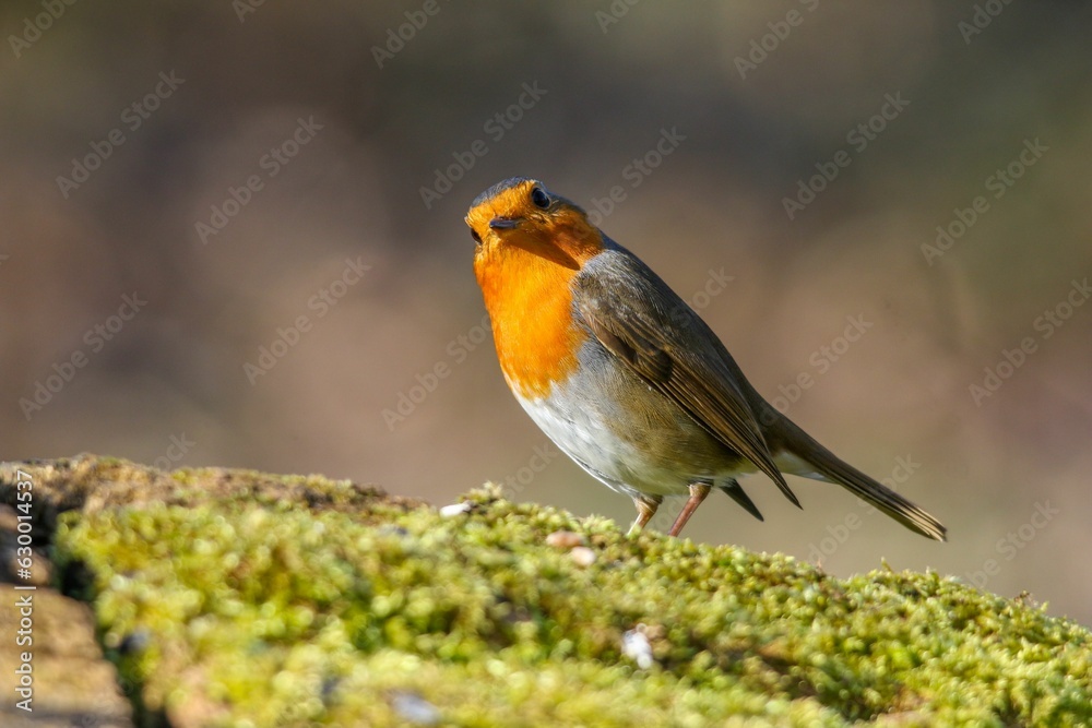 European robin perched upon a piece of moss-covered tree bark on a sunny day European robin perched upon a piece of moss-covered tree bark on a sunny day