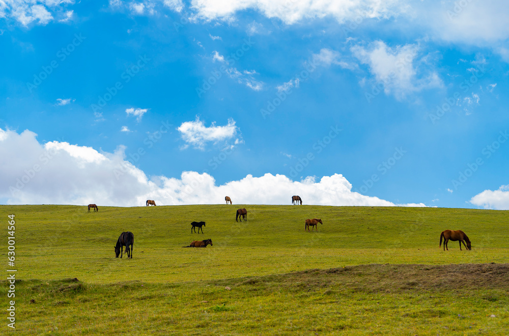 Green hill and white fluffy clouds over it. Horses grazing in the meadow Green hill and white fluffy clouds over it. Horses grazing in the meadow