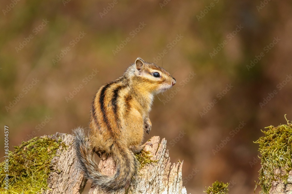 Selective focus shot of a small chipmunk on a wooden stump Selective focus shot of a small chipmunk on a wooden stump