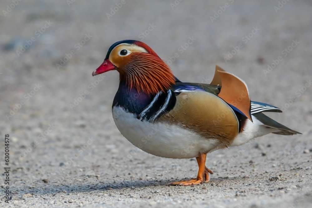 Selective focus shot of a mandarin duck perched on a gravel surface Selective focus shot of a mandarin duck perched on a gravel surface