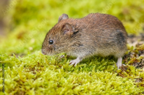 Small rodent perched atop a bed of lush, moss-covered ground looking for food