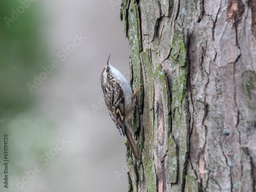 Treecreeper perched atop a tree trunk in its natural habitat