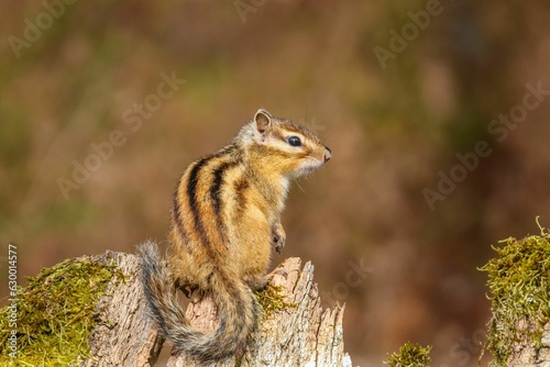 Selective focus shot of a small chipmunk on a wooden stump