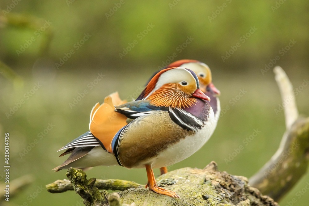 Selective focus shot of two orange mandarin ducks perched on a rock