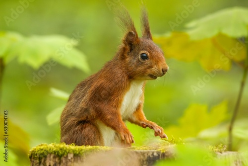 Selective focus shot of a fluffy red squirrel in a forest