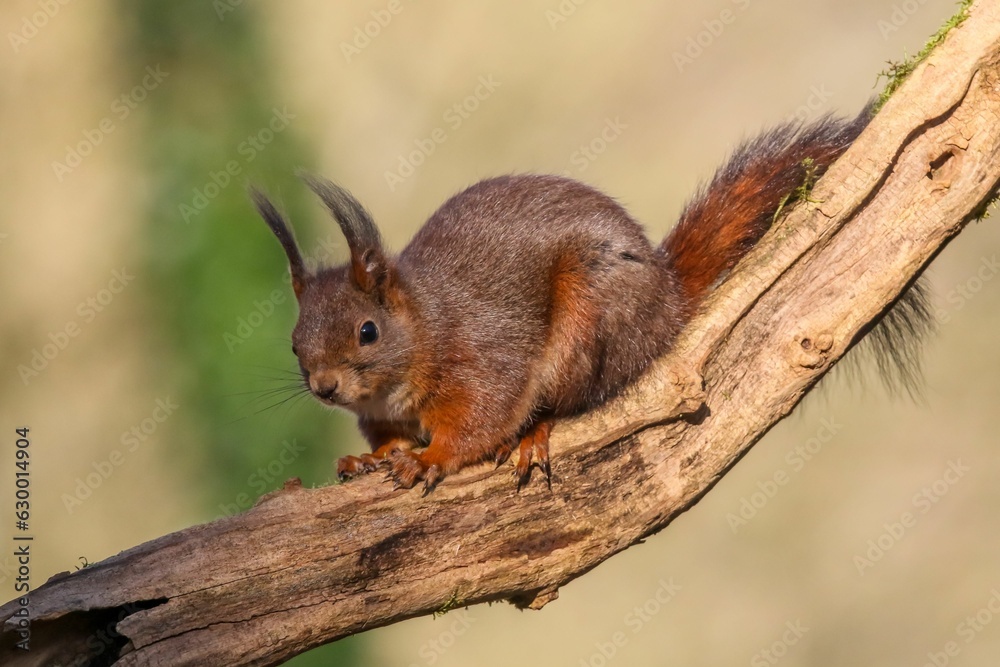 Obraz premium Closeup of a Sciurus vulgaris orientis perched on a surface in a lush green