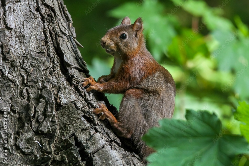 Adorable squirrel perched atop a tree branch. Adorable squirrel perched atop a tree branch.