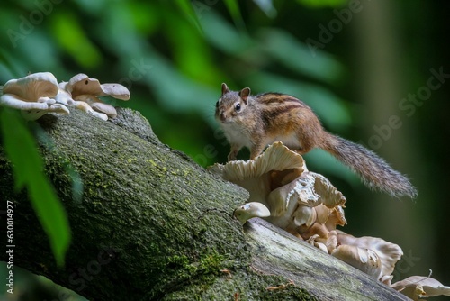 Closeup of a small squirrel perched atop a section of a tree trunk. © Woodhicker_shots1/Wirestock Creators