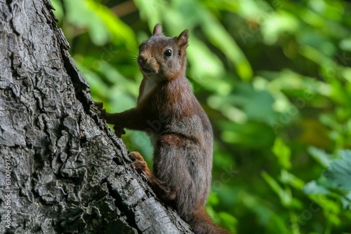 Adorable squirrel perched atop a tree branch. © Woodhicker_shots1/Wirestock Creators