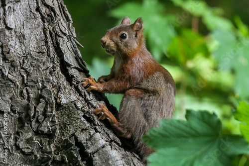 Adorable squirrel perched atop a tree branch.